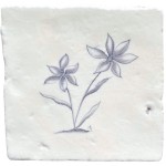 Starflower sylvia chalk white