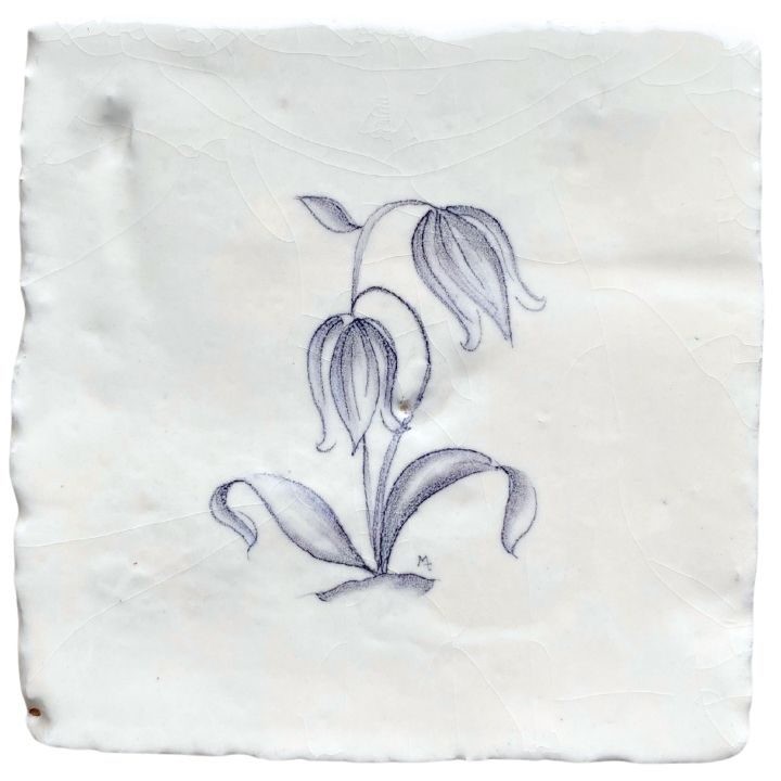 Campanula sylvia chalk white